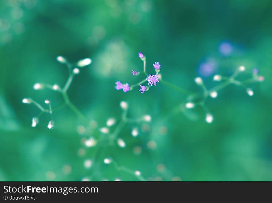 White And Purple Flowers Bloom In The Morning