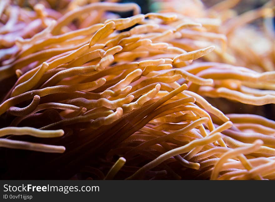 Tentacles flowing towards the viewpoint from a huge colony of red rose bubble tip anemones. Tentacles flowing towards the viewpoint from a huge colony of red rose bubble tip anemones.