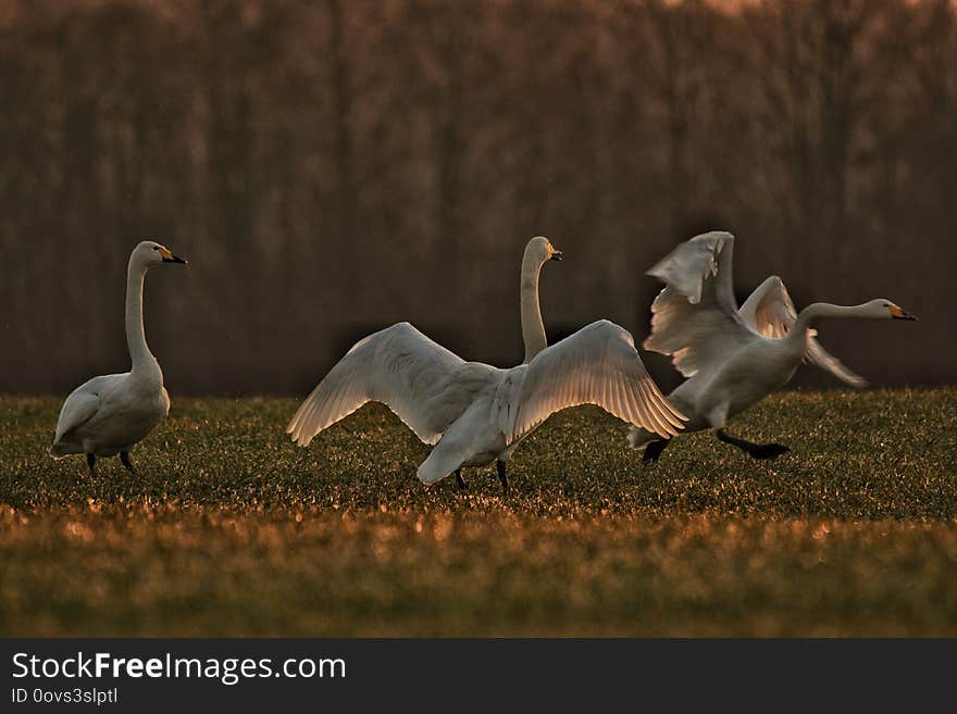 whooper swan