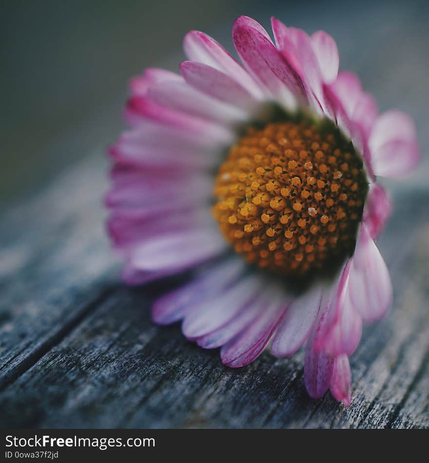 Daisy flower plant petals in the garden