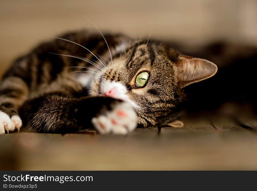 A handsome young male tabby and white cat lies sideways and stretches his forepaw towards the camera whilst gazing with his one of his clear green eyes. A handsome young male tabby and white cat lies sideways and stretches his forepaw towards the camera whilst gazing with his one of his clear green eyes.