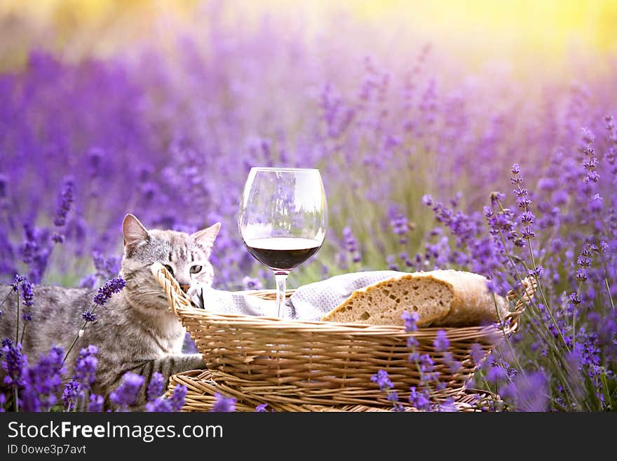 Wild cat is sitting in lavender field. Harvesting of lavender. Fresh bread, vine and aromatic flowers