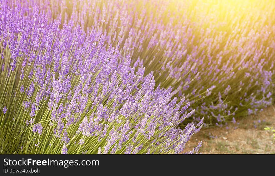 The lavender bushes closeup. Summer flowers on evening light. Aromatic herbs closeup. Blooming lavender at Provence