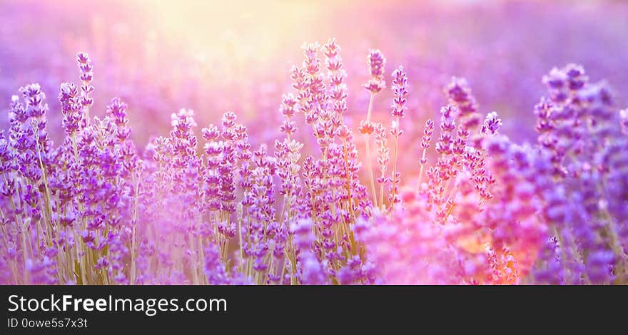 The lavender bushes closeup. Summer flowers on evening light. Aromatic herbs closeup. Blooming lavender at Provence region of france.
