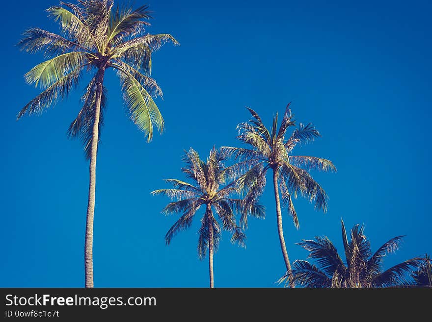 Beautiful Outdoor Sky With Coconut Palm Tree