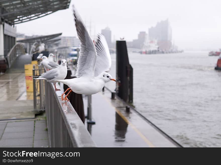 Seagulls in the harbor near Elbe river during rainy and misty day. Hamburg, Germany. Seagulls in the harbor near Elbe river during rainy and misty day. Hamburg, Germany