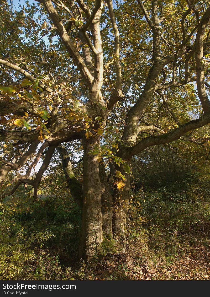 Autumn leaves on trees backbround empty space no people. Autumn leaves on trees backbround empty space no people