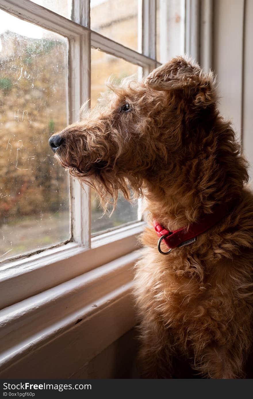 A Irish terrier sitting in a window looking out wishfully, the sun catching the side profile of the dog