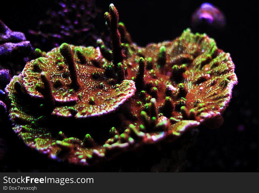 Macro shot on Montipora short stony polyps coral