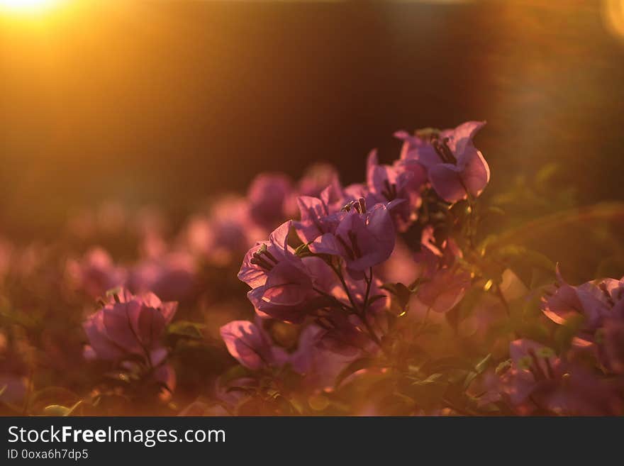 Pink flowers shining at sunset backlit in the park