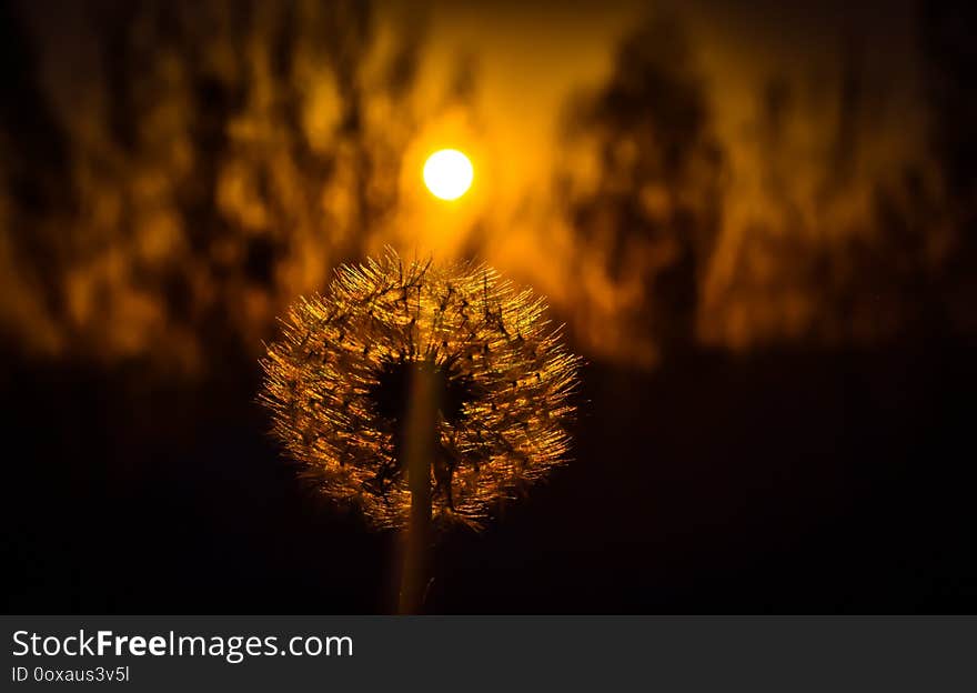 Silhouette of a dandelion. Sunset behind the shiny dandelion.