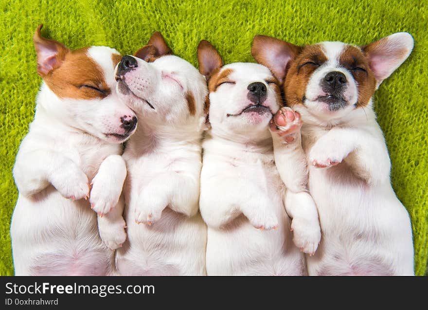 Cute puppies sleeping with their paws up on a knitted sweater.