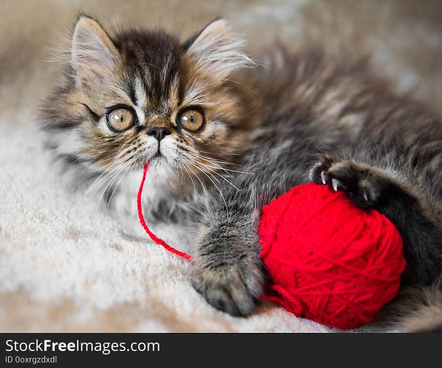 Beautiful Persian kitten cat marble color coat with knitting thread, three weeks old. Beautiful Persian kitten cat marble color coat with knitting thread, three weeks old