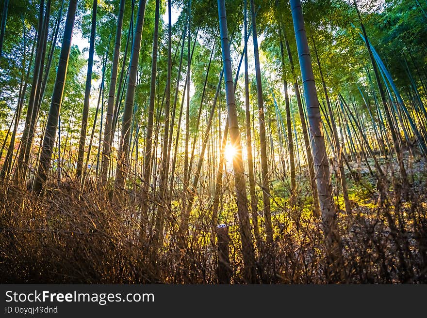 Beautiful bamboo grove tree in arashiyama area Kyoto Japan
