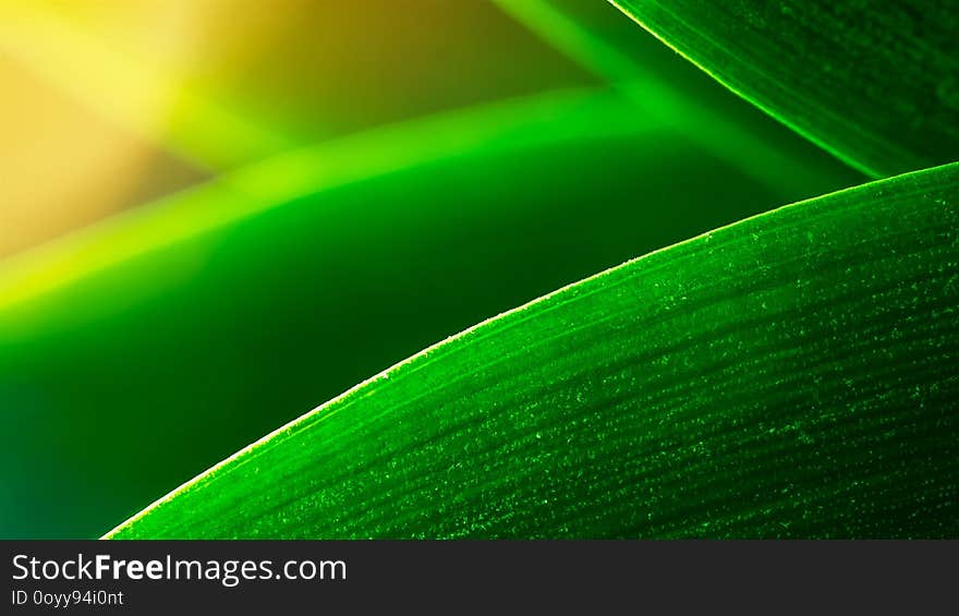 Green leave and sun light nature background