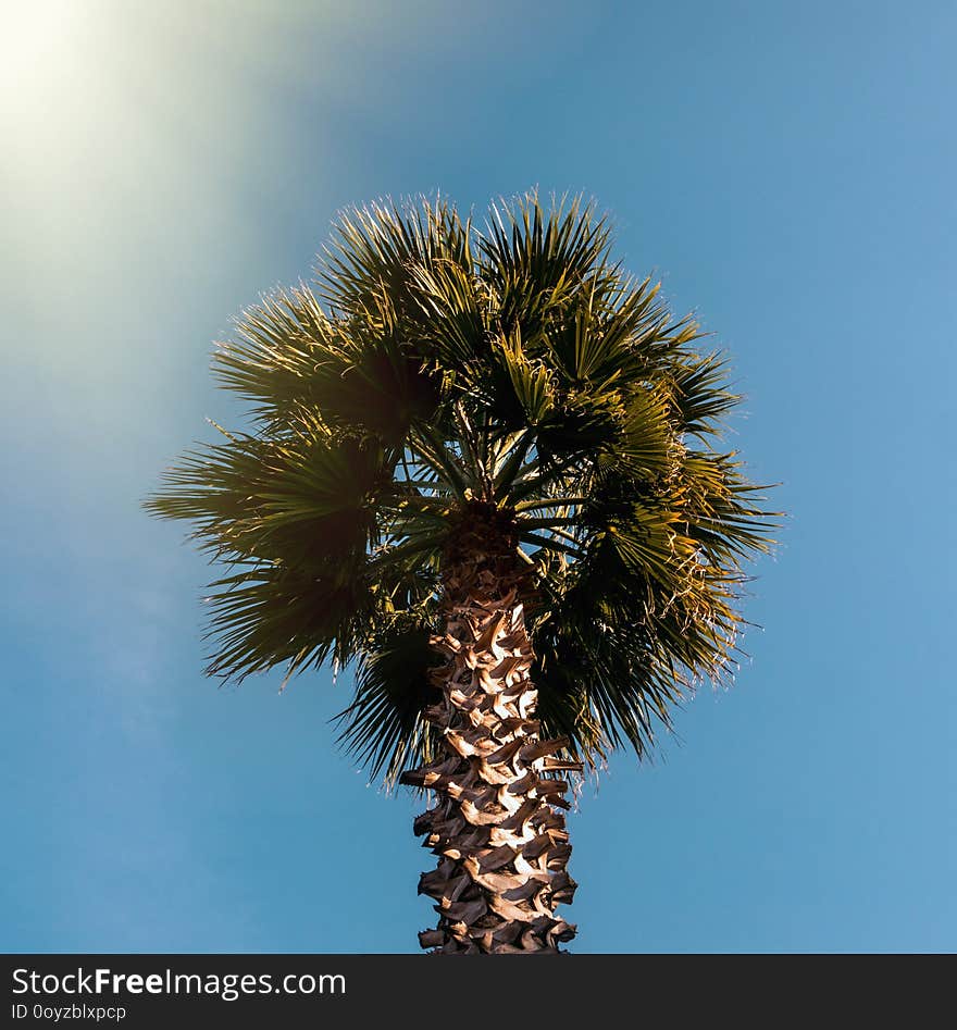 Palms in the sunlight.Batumi.Georgia