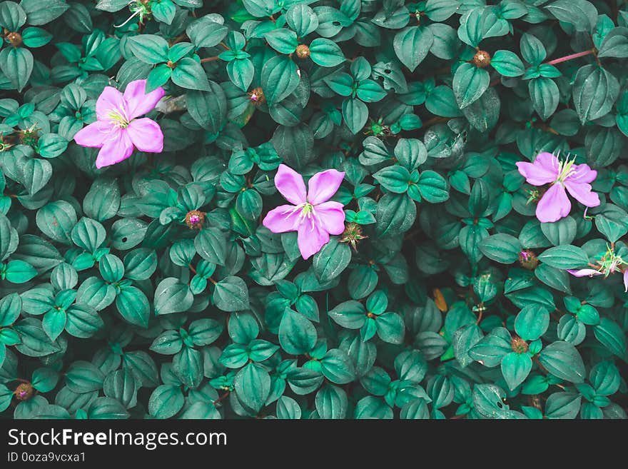 Pink petals blossom, Spanish shawl is flowering groundcover plant blooming on dark green leaves in backyard gardens, close up photo