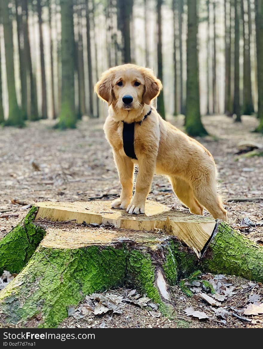 Dog standing in the woods. Dog standing in the woods