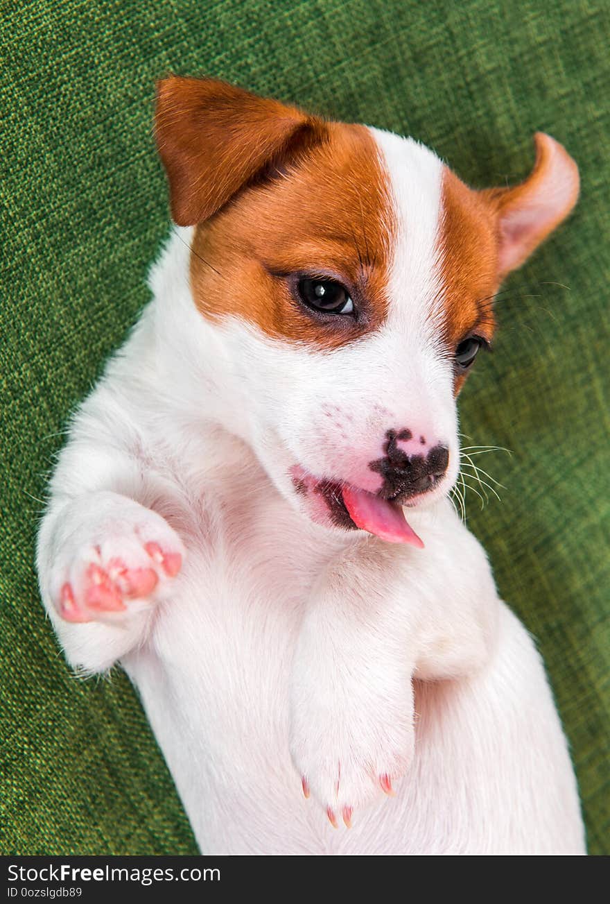 Cute puppy is playing with their paws up on a knitted green sweater. Dog is lying sweet. Funny pet. Cute puppy is playing with their paws up on a knitted green sweater. Dog is lying sweet. Funny pet