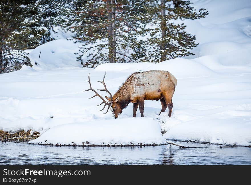 Large male elk digs in snow for grass to eat