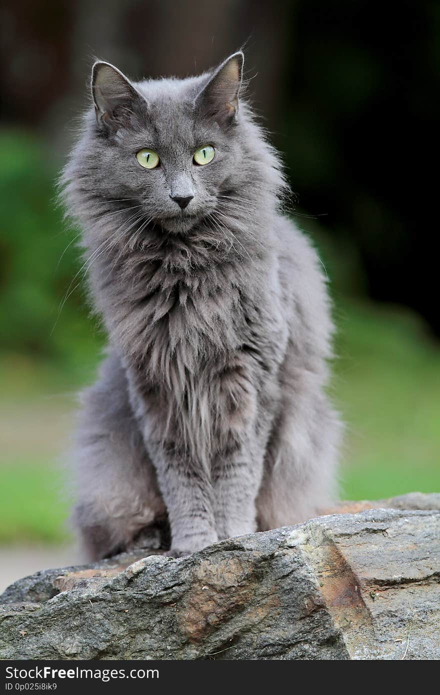 A blue norwegian forest cat female sitting on a stone in garden in the summertime. A blue norwegian forest cat female sitting on a stone in garden in the summertime