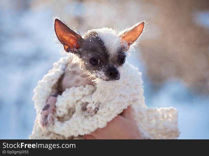 Peruvian hairless and chihuahua mix dog in the winter field