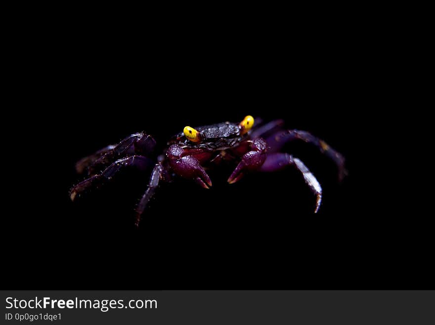 Little Purple Vampire Crab, Geosesarma dennerle, isolated on black background. Little Purple Vampire Crab, Geosesarma dennerle, isolated on black background