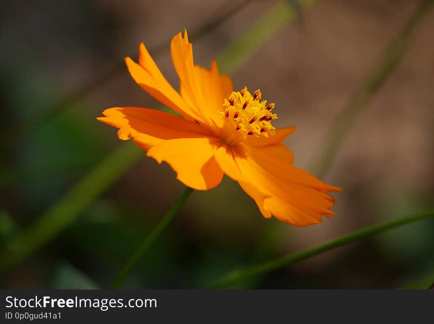 Happy Tilted Orange Wild Flower