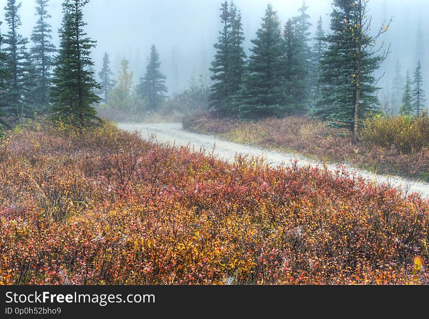 Narrow Road On A Foggy Morning In Denali National Park.