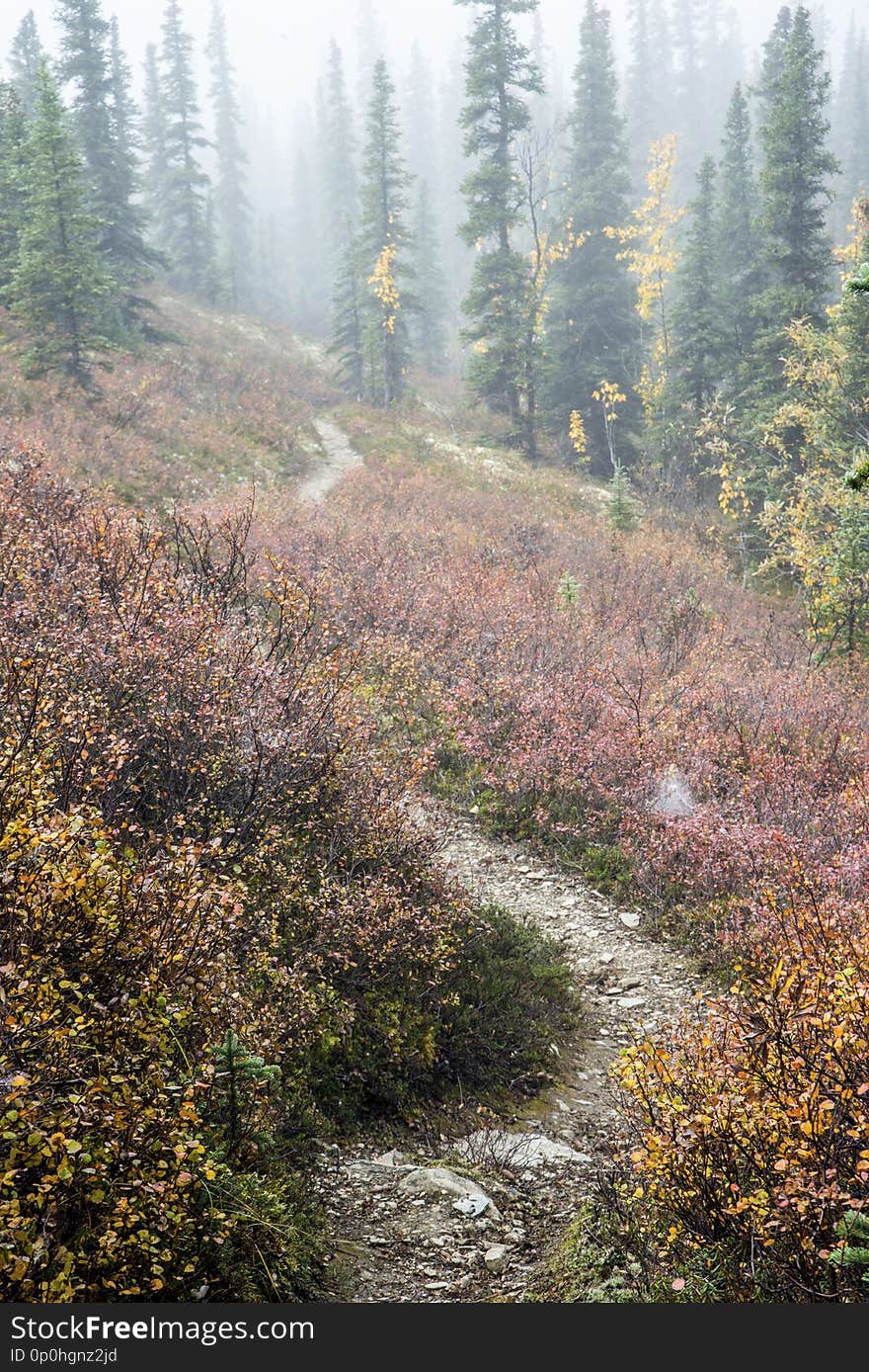 Vertical - Fog lays across a trail in Denali National Park.