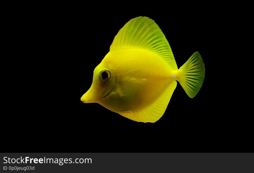 The yellow tang was first described by English naturalist Edward Turner Bennett as Acanthurus flavescens in 1828 from a collection in the Hawaiian Islands. Its species name is the Latin adjective flavescens `yellow`. Yellow tang are in the surgeonfish family. The yellow tang was first described by English naturalist Edward Turner Bennett as Acanthurus flavescens in 1828 from a collection in the Hawaiian Islands. Its species name is the Latin adjective flavescens `yellow`. Yellow tang are in the surgeonfish family.