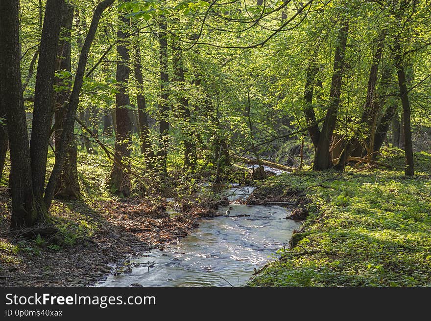 The creek in forest of Little Carpathian hills - Slovakia.