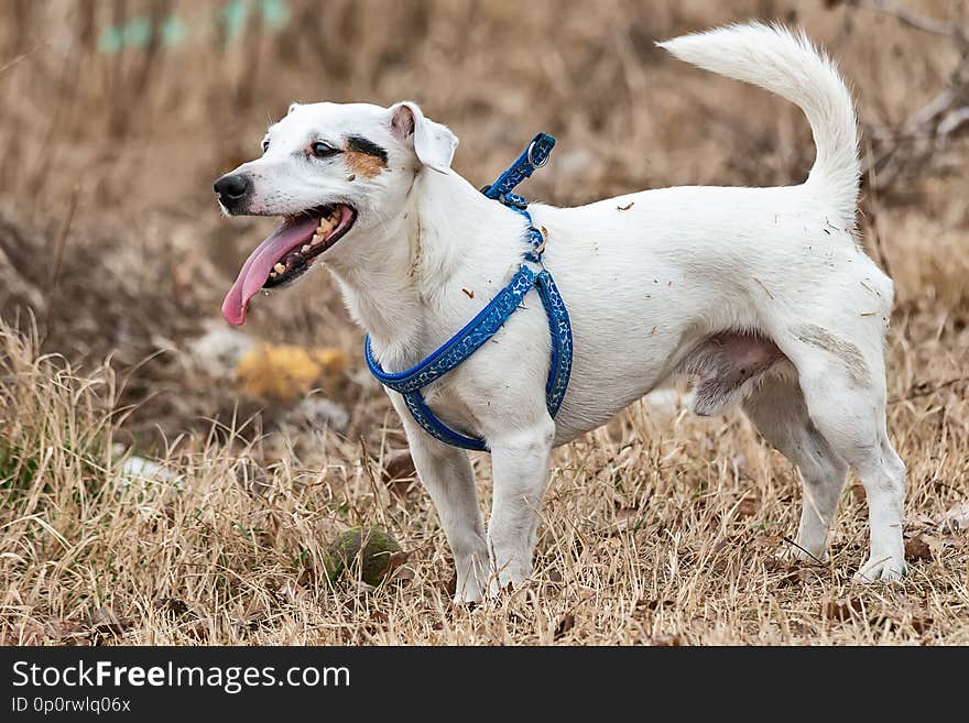 Dog Terrier is playing with a ball in the nature.