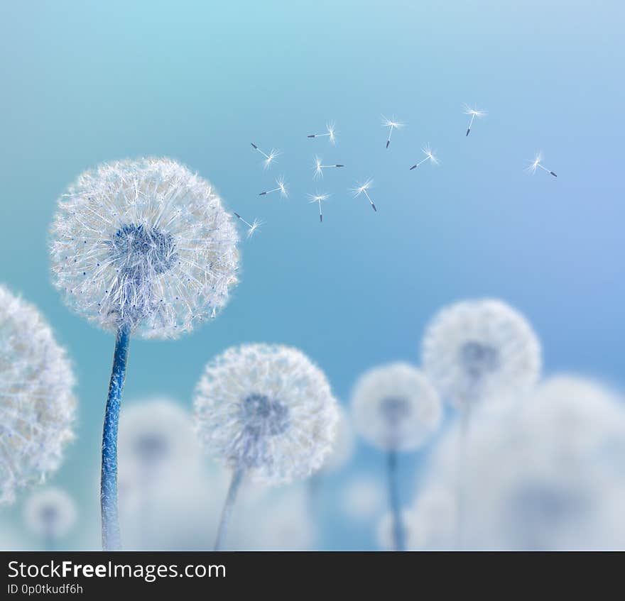 White dandelions on blue background, wide view