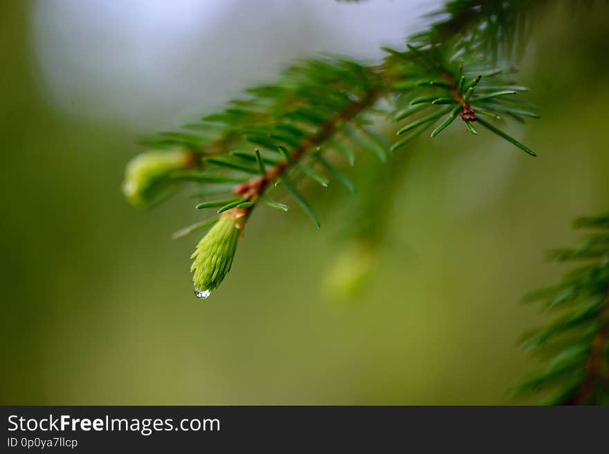 green spring foliage macro close up in nature