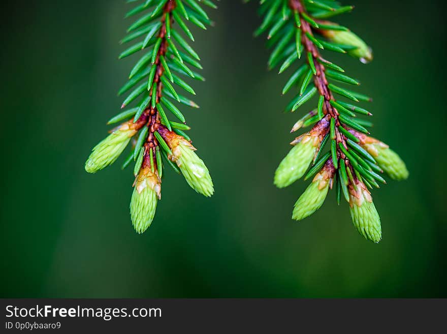 green spring foliage macro close up in nature. textured background image, blur background