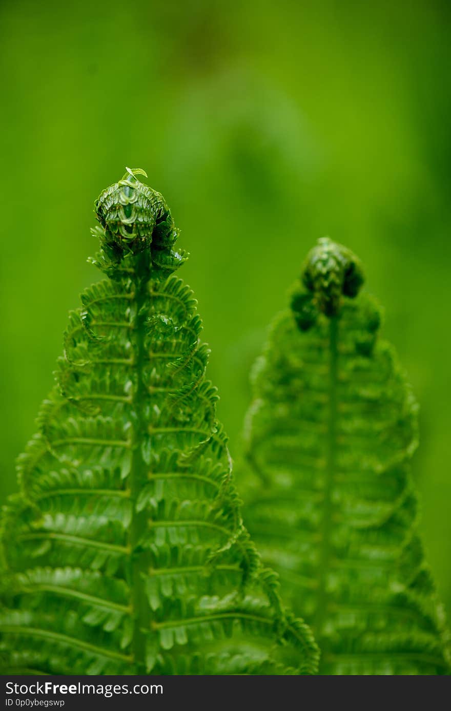 fresh green fern leaves foliage in summer