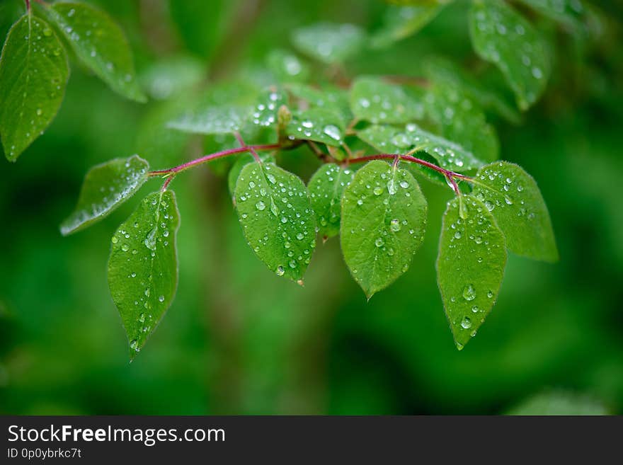 green spring foliage macro close up in nature