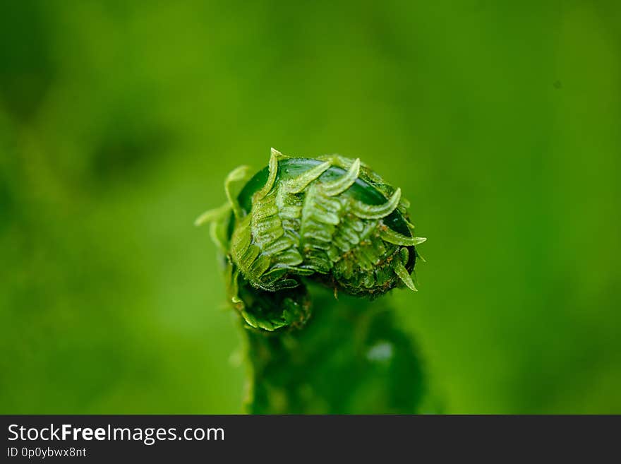 fresh green fern leaves foliage in summer