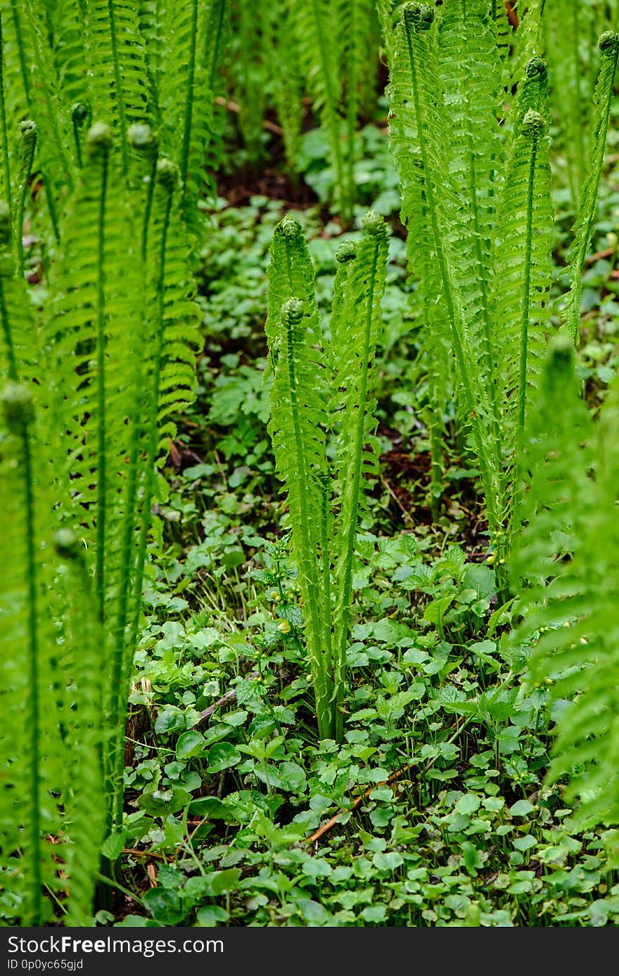 Fresh Green Fern Leaves Foliage In Summer