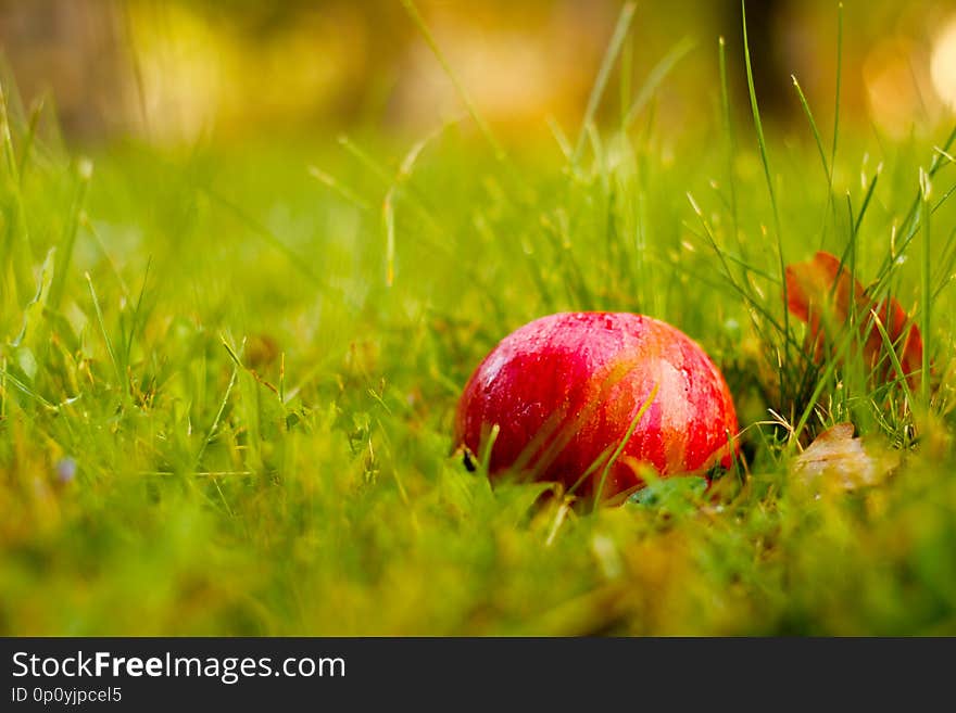 Red beauty, the sweetest apple of the tree