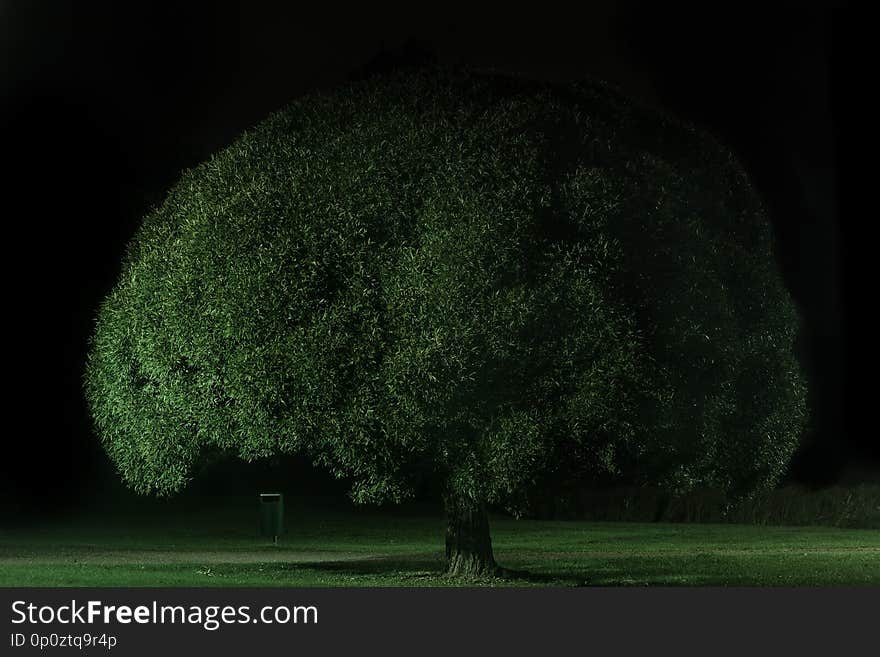 Tree at night