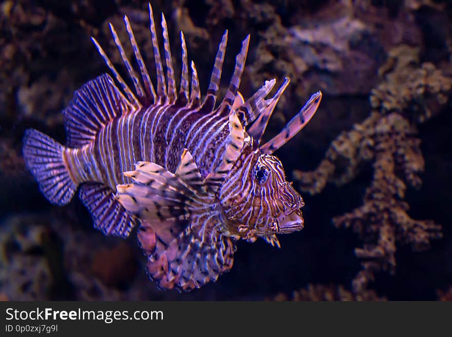 Lion fish. Exotic tropical fish. Sea life