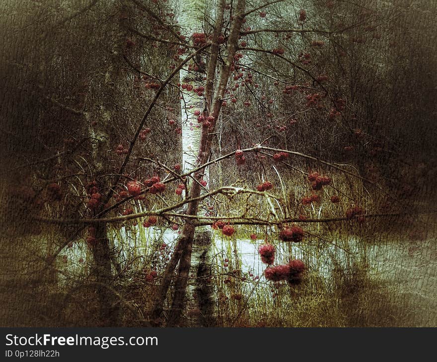 Winter fruit in a baron tundra