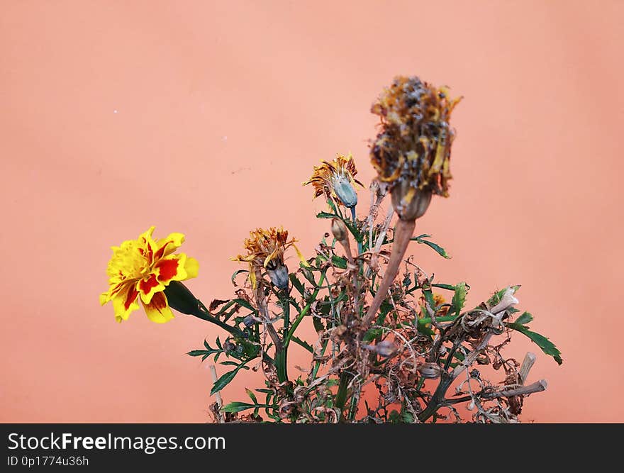 Marigold Flower.Only the one and the last alive flower in the tree. Marigold Flower.Only the one and the last alive flower in the tree.