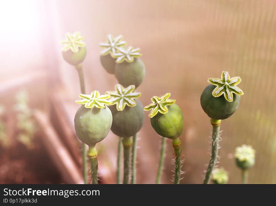 Group of heads of the ripened garden poppy. Group of heads of the ripened garden poppy