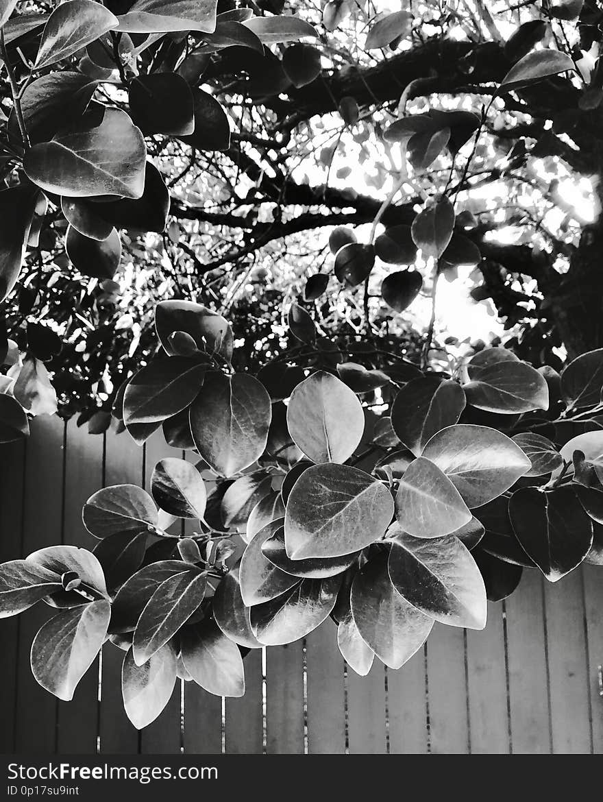 Backyard Leaves & X28;b&w& X29;