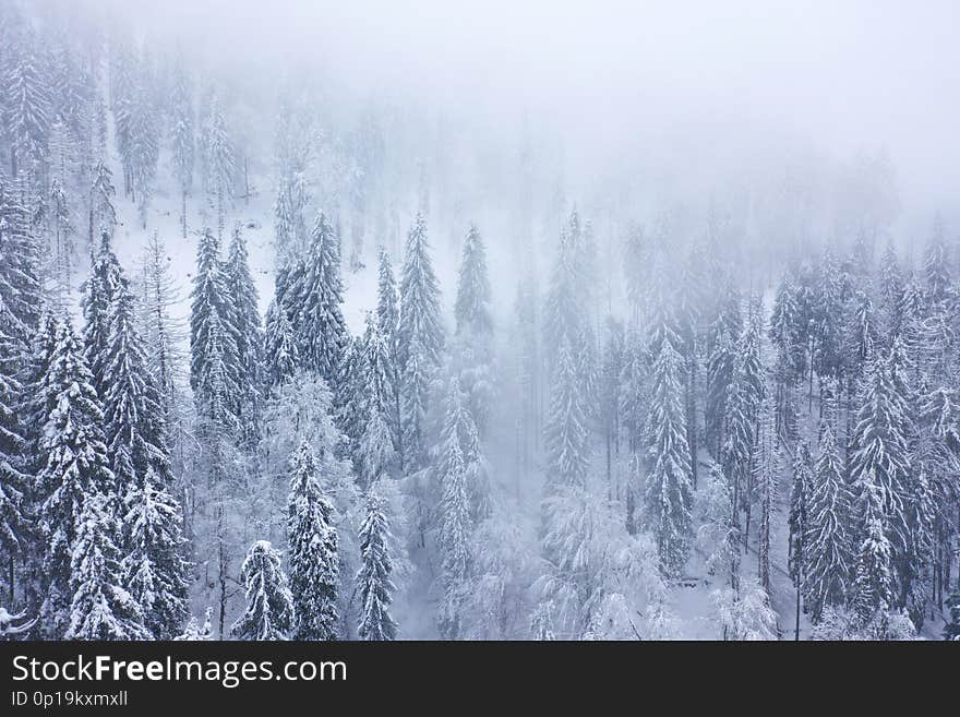 Aerial view on the coniferous forest in the mountains in winter. Foggy, uncomfortable unfriendly winter weather