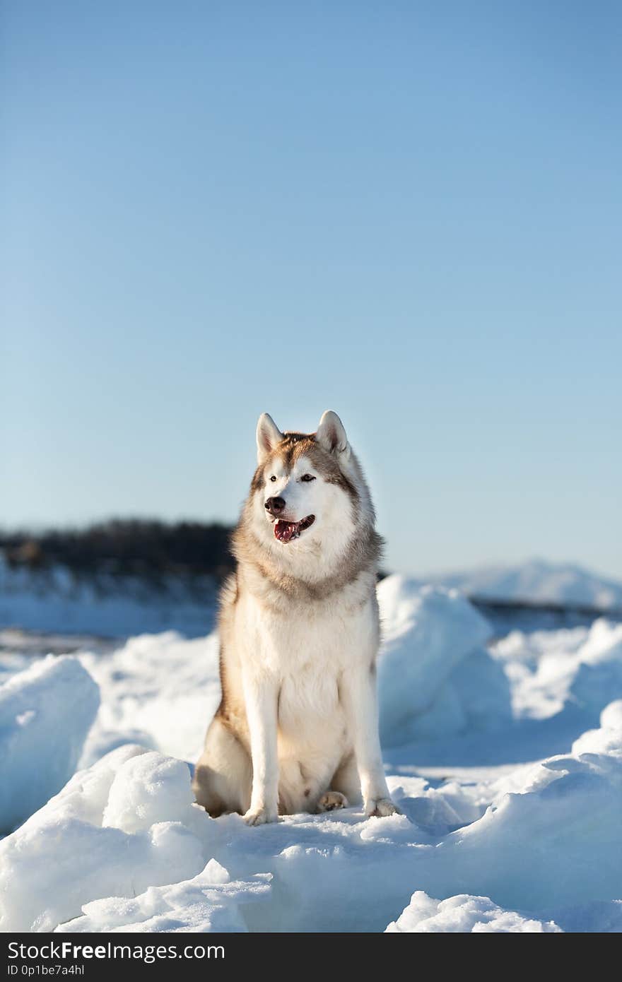 Portrait of free, happy and beautiful Siberian husky on ice floe on the frozen Okhotsk sea and mountains background. Image of gorgeous and wise husky dog is sitting on the snow. Portrait of free, happy and beautiful Siberian husky on ice floe on the frozen Okhotsk sea and mountains background. Image of gorgeous and wise husky dog is sitting on the snow