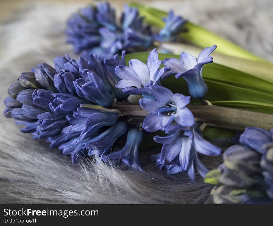 Picture blue hyacith on the grey carpet. Background for a Easter, Mother`s day or spring. Picture blue hyacith on the grey carpet. Background for a Easter, Mother`s day or spring.